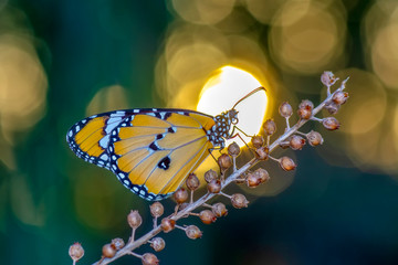 Closeup   beautiful butterfly sitting on flower.