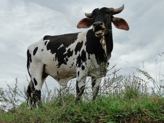 ox grazing on the hill