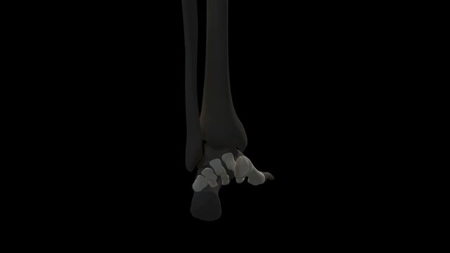 Human toe bones