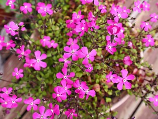 スパニッシュフラメンコの花