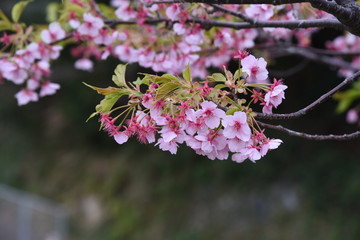 Cherry blossoms in full bloom.