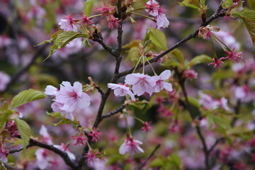 Cherry blossoms in full bloom.