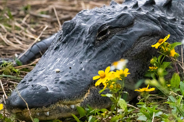 Alligator smelling the Flowers