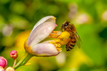 Image of bee or honeybee on yellow flower collects nectar. Golden honeybee on flower pollen with space blur background for text. Insect. Animal