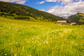 Alpe di Siusi, Seiser Alm with Sassolungo Langkofel Dolomite, a yellow flower in a grassy field