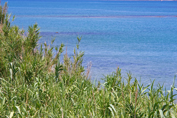 Fototapeta na wymiar Grassy reeds by the sea