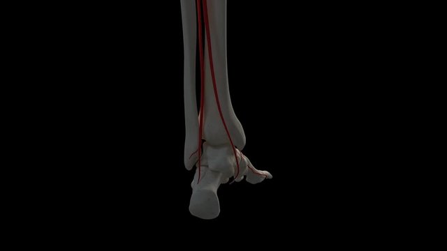 Human foot arteries