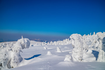  Towada Hachimantai National Park Hachimantai　　 Frost-covered trees