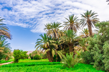 Obraz na płótnie Canvas Palms and plantation in a moroccan oasis