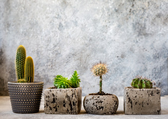 Collection of various cactus and succulent plants in different pots. House plants on gray background.Modern design.