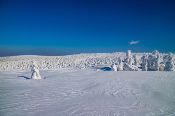  Towada Hachimantai National Park Hachimantai　　 Frost-covered trees