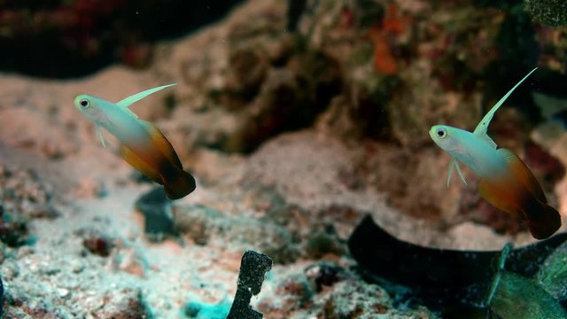 Firefish (Nemateleotris magnifica) is swimming in a coulorfull coral reef, Maldives, slow motion