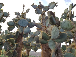 Kaktusy, wszędzie kaktusy... na Fetraventurze
