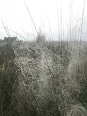 Sea Dew on a Foggy Day