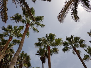 Widok bezchmurnego nieba przysłonięty liśćmi palm... na Fuerteventurze - obrazy, fototapety, plakaty
