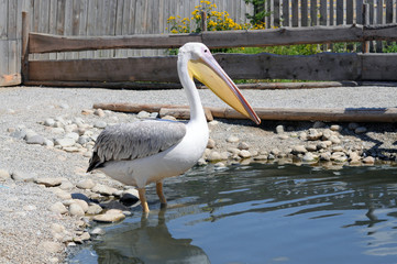 Big pelican standing in the blue water, wild bird, stones and flowers in the background 