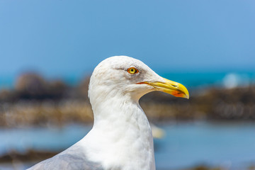 Portrait of a seagull in the beach of Essaouira, Morocco