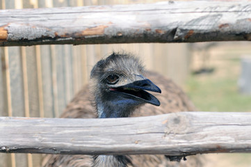Wesoły ptak emu w słowackim zoo za drewnianym ogrodzeniem