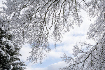 Snow covered pine trees after a winter storm.