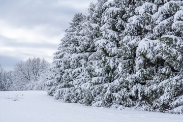 Pine tree forest, against blue sky on cold snowy morning.