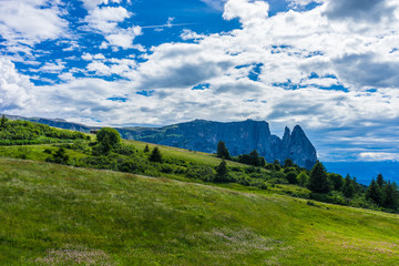 Fototapeta premium Alpe di Siusi, Seiser Alm with Sassolungo Langkofel Dolomite, a close up of a lush green field