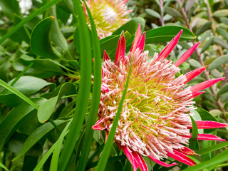 Beautyful flower: Orchids or Miltonopsis,