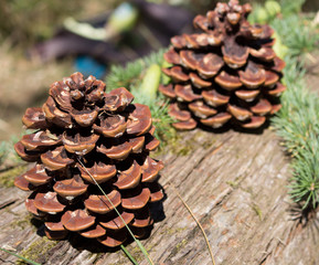 Organic Pine Essential Oil has fresh, bracing, antibacterial and stimulating properties for use in inhalations. It has a positive, strengthening affect on both the mind and body. Pine nuts are among t