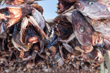 Stockfish on Lofoten islands