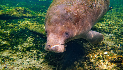 Orphan juvenile Manatee swimming in a Florida spring after being released.  He stayed in the spring after the other manatees migrated to the ocean as he did know what to do.