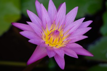 Purple Lotus