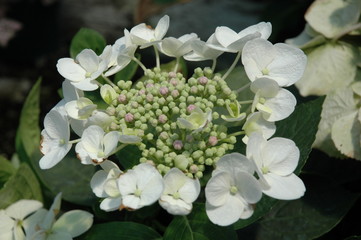 White Lacecap Hydrangea