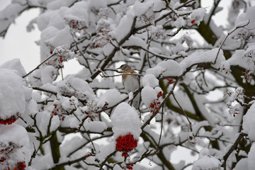 Fieldfare, or snowbird (Turdus pilaris) on snow-covered branches of mountain ash with berries threatening