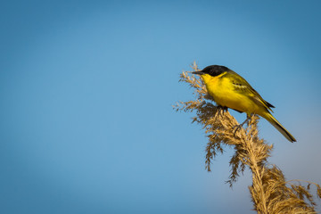 western yellow wagtail, 
