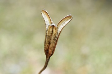 After flower of lily