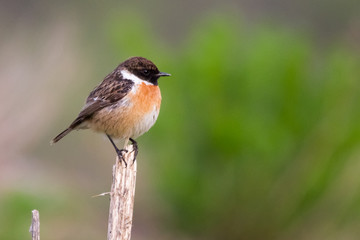European Stonechat, stone bird