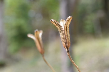 After flower of lily