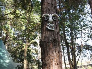 Fototapeta premium old angry tree