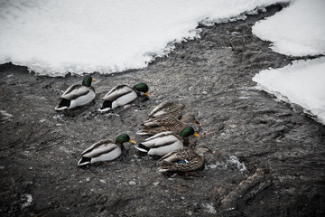 Winter Mallards