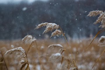 Snow in the Wetlands
