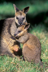Fototapeta premium Swamp Wallaby with young joey.