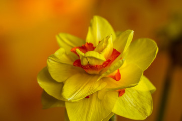 Amazing yellow huge bright daffodils in sunlight