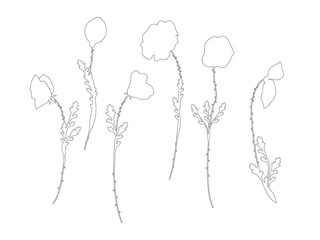 poppy. Floral botanical flower. Wild spring leaf wildflower isolated. wildflower for background, texture, wrapper pattern, frame or border.