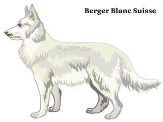 Colored decorative standing portrait of Berger Blanc Suisse vector illustration