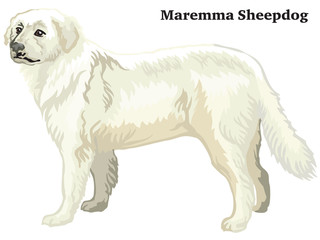 Colored decorative standing portrait of Maremma Sheepdog vector illustration