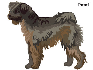 Colored decorative standing portrait of Pumi dog vector illustration