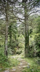 Obraz premium path in the forest