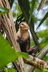 capuchin, monkey on a tree in the jungle, Costa Rica