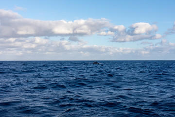 Grey Wale