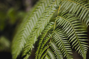 Fern leaves in the garden