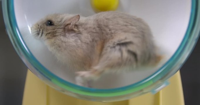 Close up of hamster running fast on hamster wheel in real time, 4k.